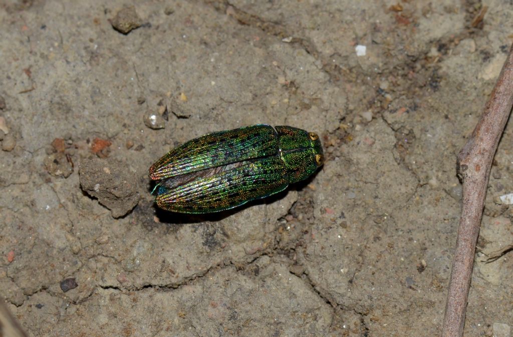 Buprestidae:  Lamprodila mirifica ssp. mirifica